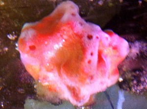 Sponge
