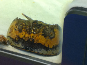 Horse shoe crab