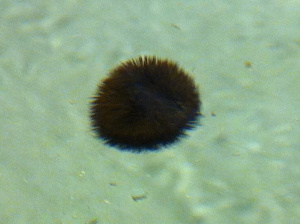 Sea Urchin