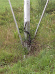 Bio Bonanza snake on a pole.