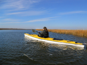 Hammocks Beach has paddle trails through extensive marsh.