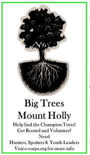 Big Tree logo