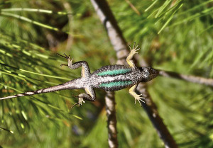 Western-fence-lizard-blue-belly