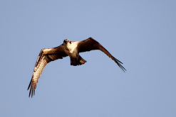 osprey