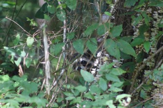 img_9852